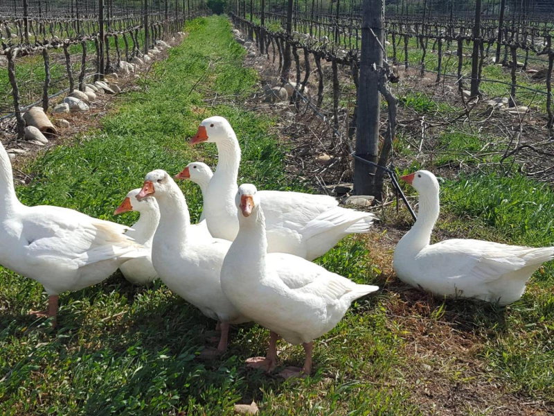 Lemberg Wine Estate, Tulbagh, Южная Африка