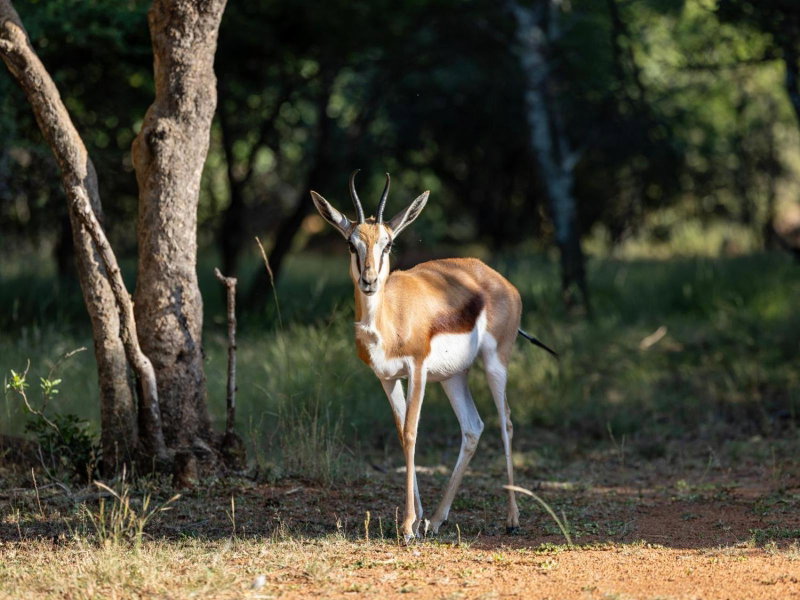 Sable Ranch Bush Lodge, Brits, South Africa