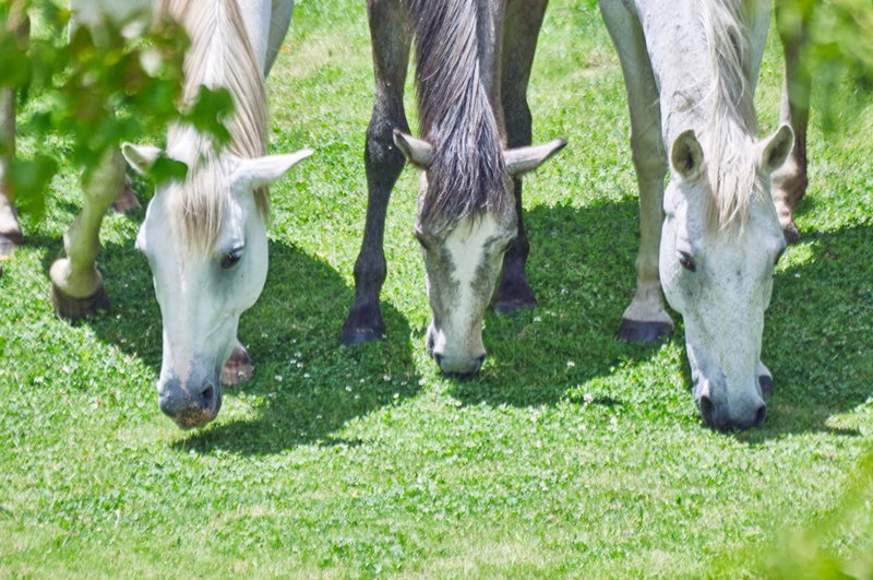 Linwood Guest Farm, Clarens, South Africa