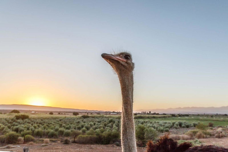 De Denne Country Guest House, Oudtshoorn, South Africa