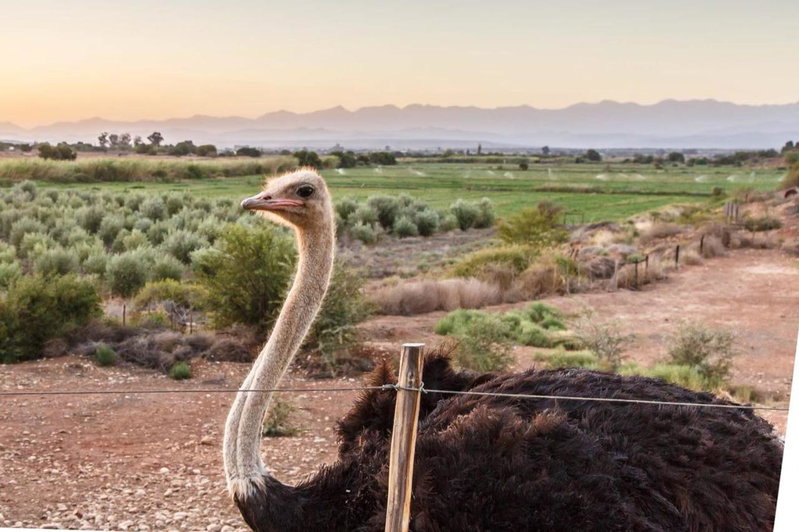 De Denne Country Guest House, Oudtshoorn, South Africa