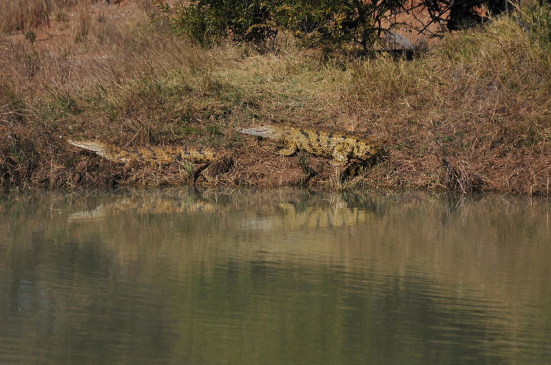 Mziki Safari Lodge, Vaalkop Dam, Южная Африка