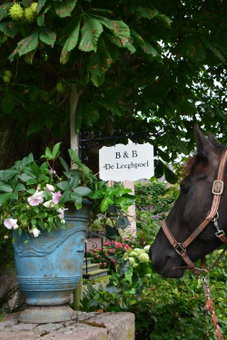 B&B De Leeghpoel, Rumpt, Países Bajos