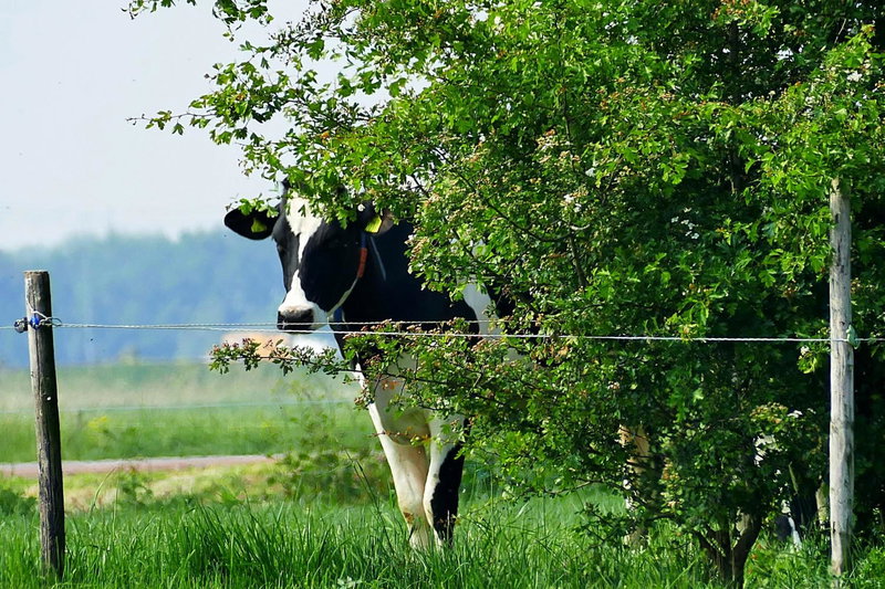 Boerderij Zonneveld, Rossum, The Netherlands