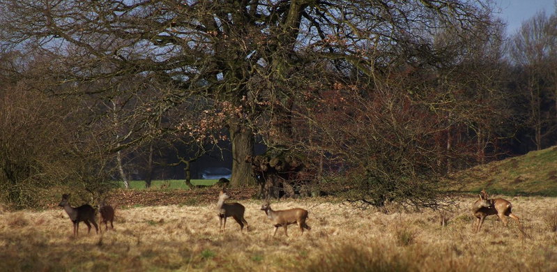 Brinkesdiek, Hardenberg, The Netherlands
