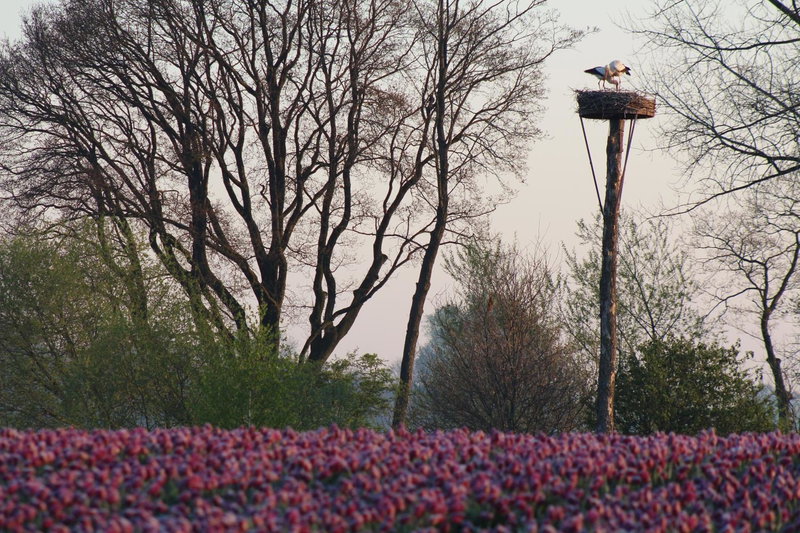 Brinkesdiek, Hardenberg, The Netherlands