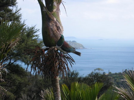The Nikau Loft, Onetangi, New Zealand