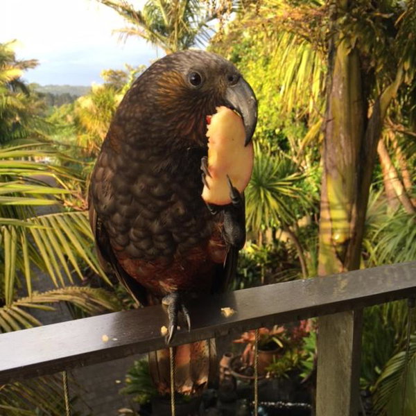 The Nikau Loft, Onetangi, New Zealand