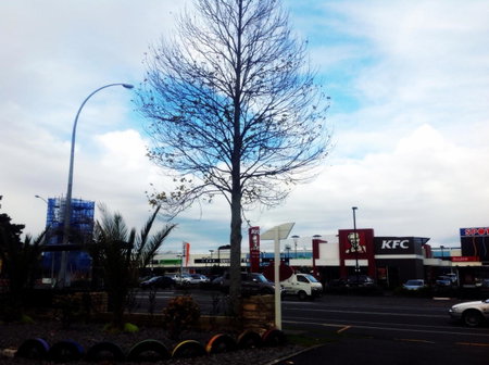 Rainbow Motel & Guest House, Tauranga, New Zealand