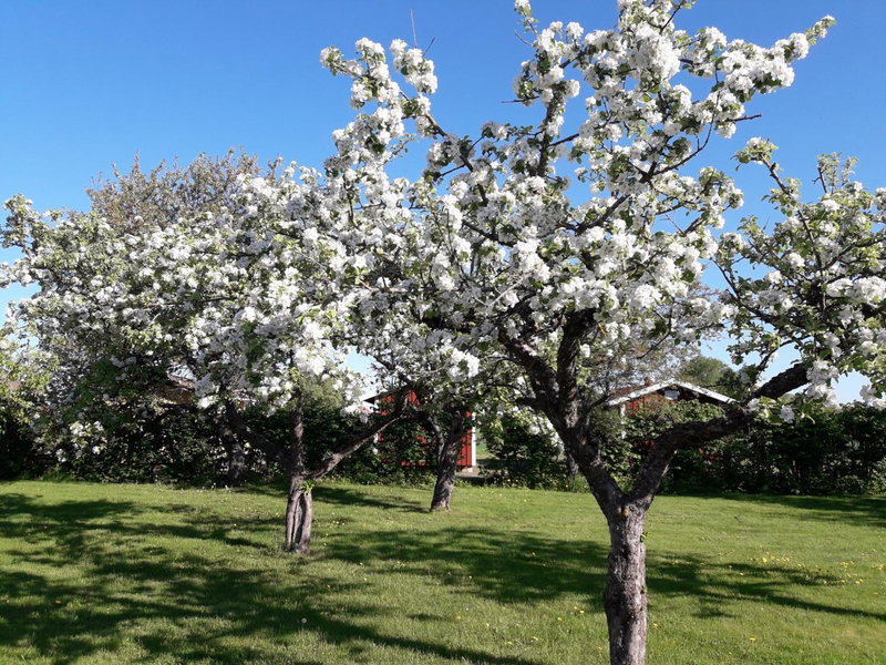 Mellomgården, Norra Lundby, Sweden