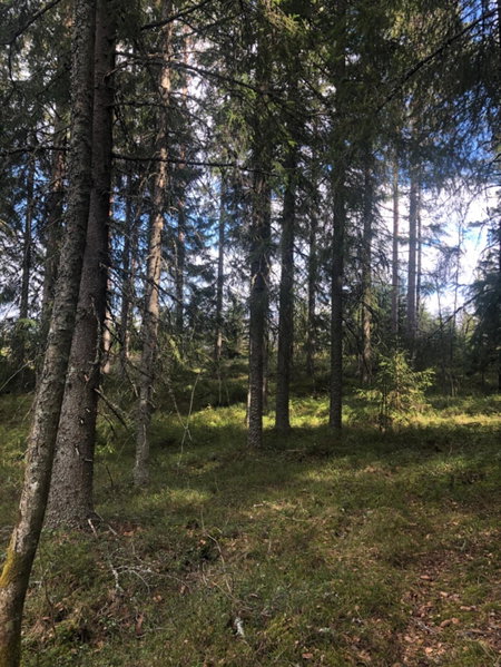 Paradiset stugan i fin skogen, Hällefors, Sweden