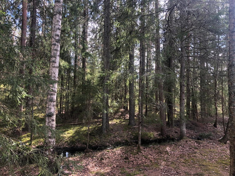 Paradiset stugan i fin skogen, Hällefors, Sweden