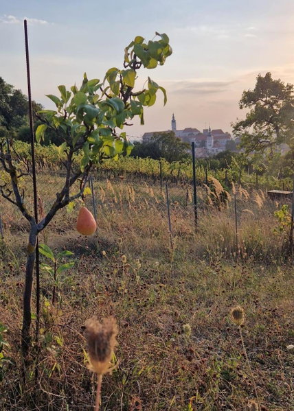 Pod Vinicí, Mikulov, Чехия