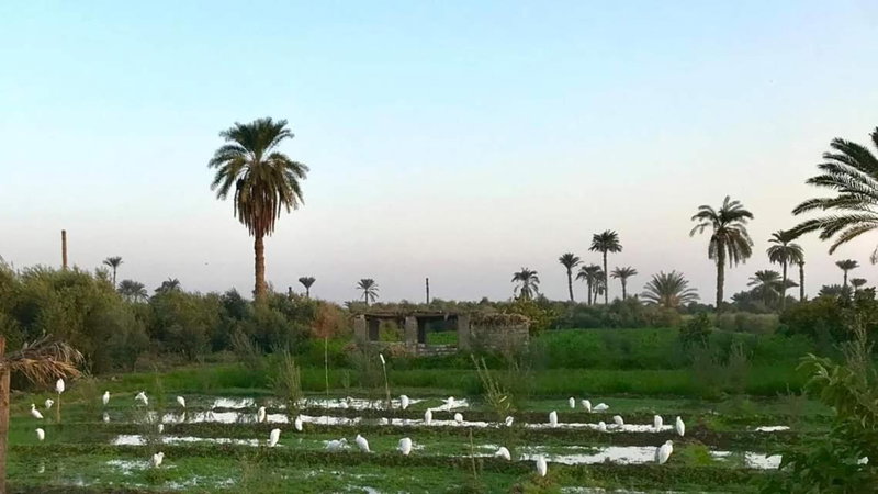 villa tunis village, ‘Izbat an Nāmūs, Египет