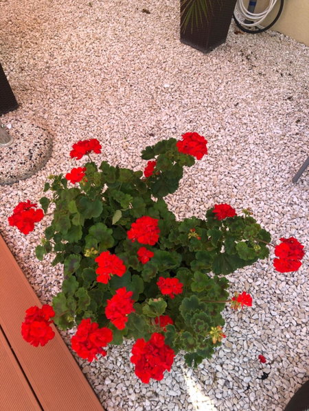 Mosoly Apartman, Szeged, Hungary