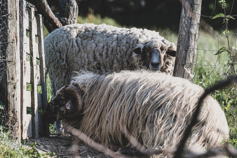 Myrtus Borbár és Vendégház, Tarcal, Ungarn