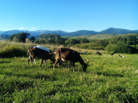 Farma Kozí dvor Rohozná, Brezno, Slovakia