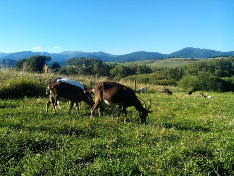 Farma Kozí dvor Rohozná, Brezno, Slovakia