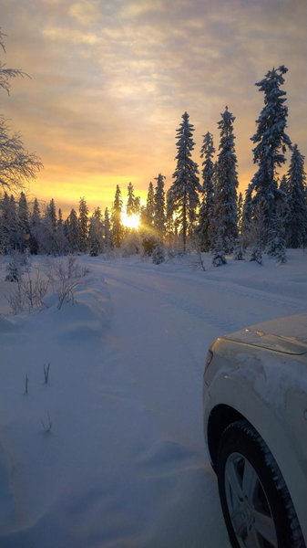 Metsorinne 3A sarvipöllö, Kotila, Finland