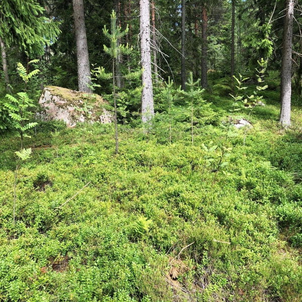 Honeyhill Villa Karhu, Isnäs, Finland
