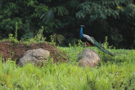 Clio Ella Resort, Ella, Sri Lanka