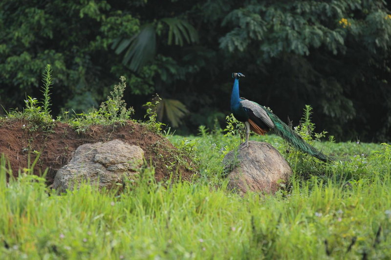 Clio Ella Resort, Ella, Sri Lanka