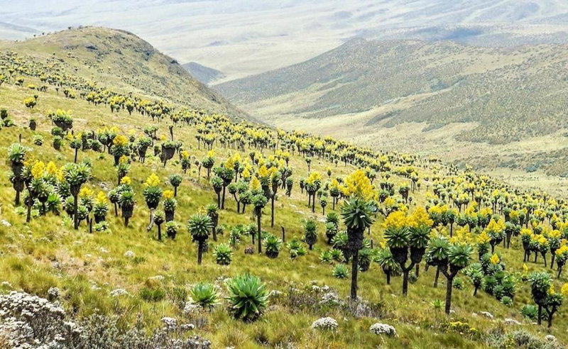 Maverick Camp, Rondavels and Homestay, Nyandarua, Kenya