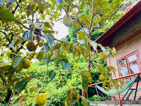 Trang An Lotus Lake Homestay, Ninh Binh, Viêt Nam