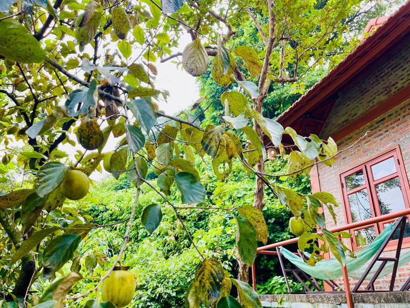 Trang An Lotus Lake Homestay, Ninh Binh, Viêt Nam