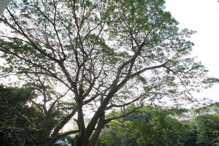 Nivas Chiangmai, Chiang Mai, Thailand