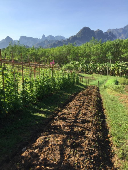 Billion Views Khaosok Homestay, Khao Sok, ประเทศไทย