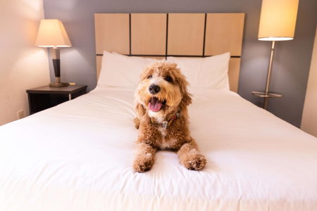 Sonesta Simply Suites Chicago Waukegan, Waukegan, United States