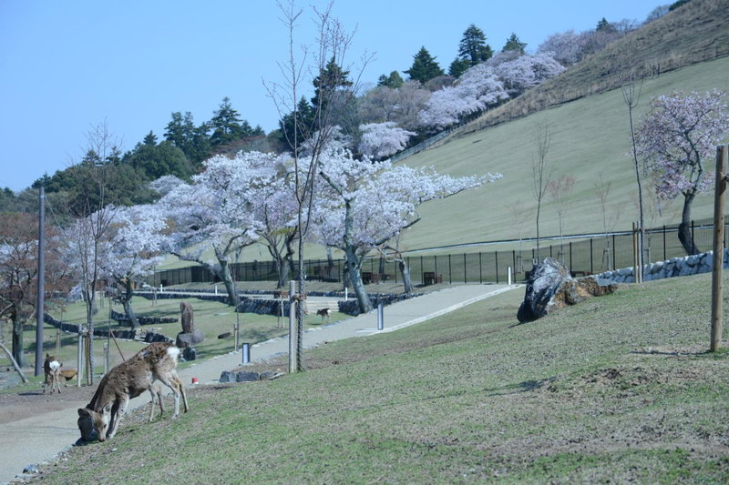 Mountain Home Lodge in Deer Park, Nara, Japan