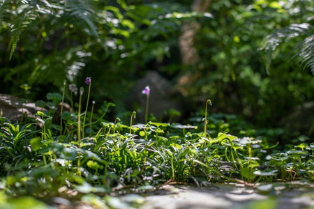 Higurashi-sou, Kyoto, Japan