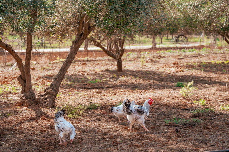 Agroturismo Son Barceló Mas, Campos, Spain