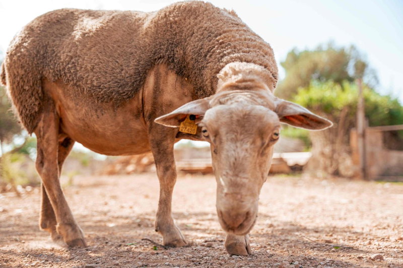 Agroturismo Son Barceló Mas, Campos, Spain