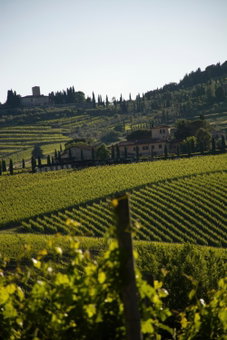 Viticcio, Greve in Chianti, Italy