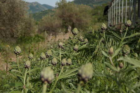 Azienda Agrituristica Bergi, Castelbuono, Italy