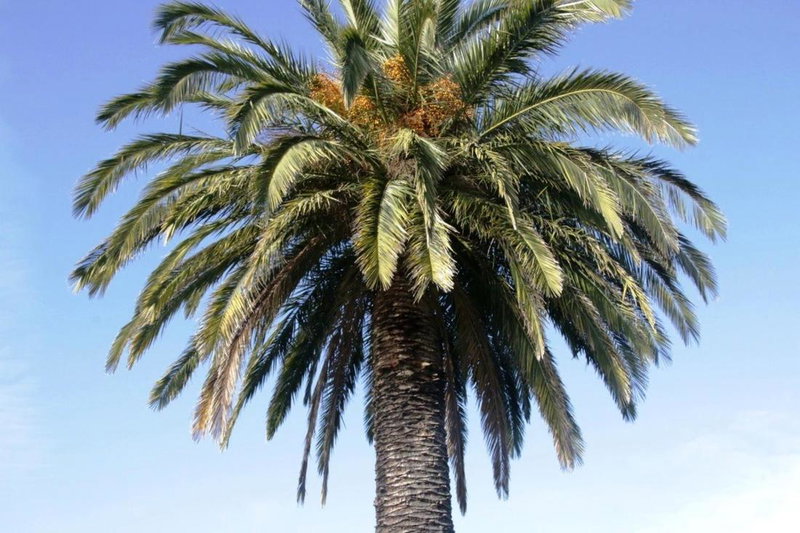 Golden Palms Motel, Geelong, Australia