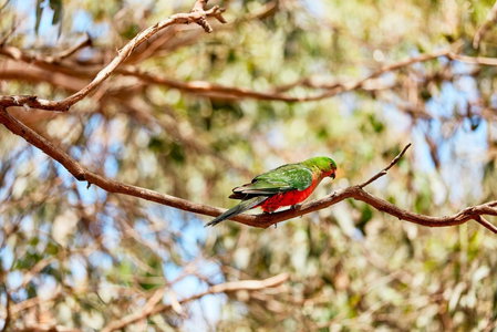 Kennett River Family Caravan Park, Wye River, Australia