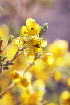 Pichi Richi Park, Quorn, Australia
