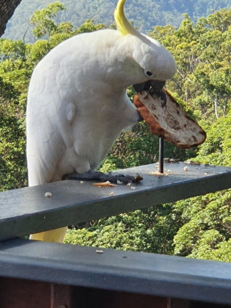 Tamborine Mountain Bed and Breakfast, Mount Tamborine, Australia