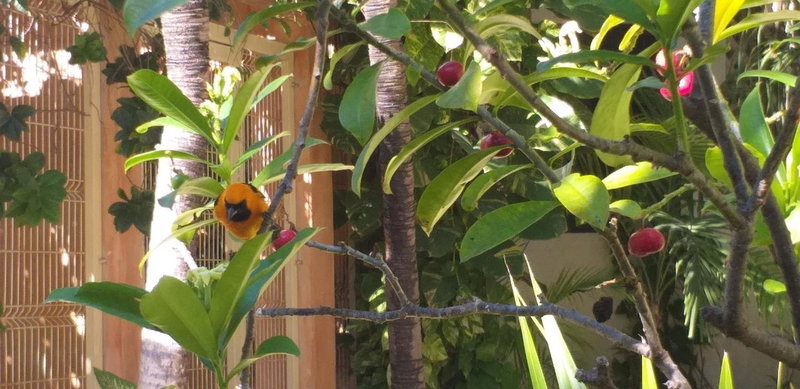 Posada Sian Kaan Playa del Carmen - Wellness Oriented Hotel, Playa del Carmen, Mexico