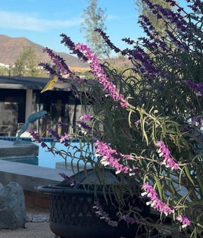 Finca Cazosa, Valle de Guadalupe, Mexico