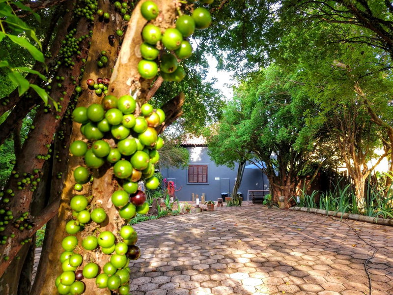 Suítes no Quintal, Brotas, Brazil