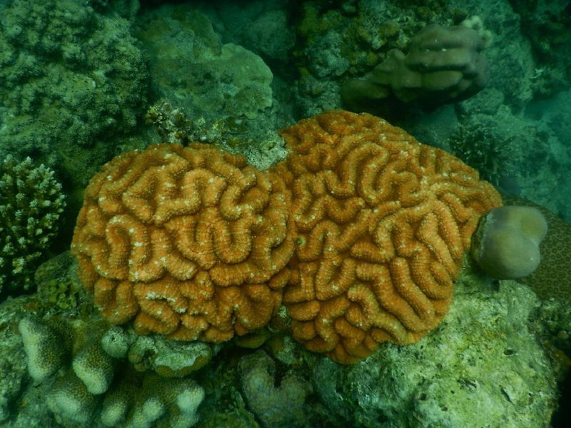 CasaVelion, Karimunjawa, Indonesia