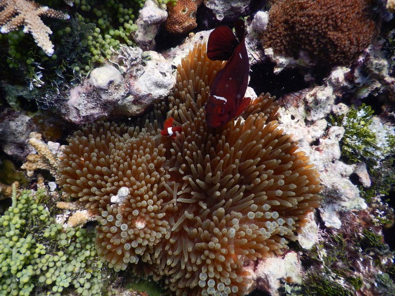 CasaVelion, Karimunjawa, Indonesia