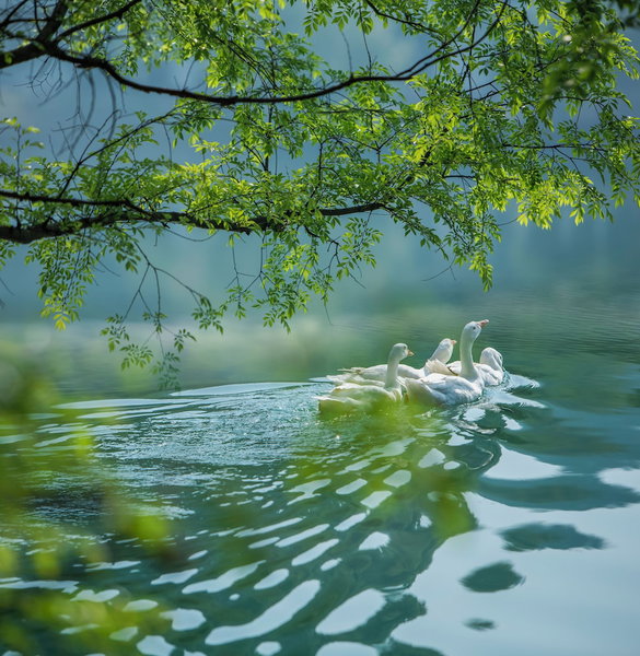 Wonderland Resort, Hangzhou Jiande, A Tribute Portfolio Resort, Hangzhou, 中国