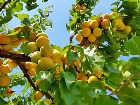 The Orchard at Oliver, Oliver, Канада