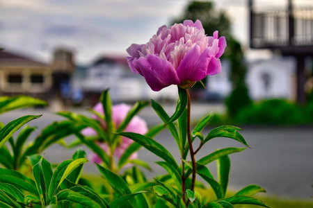 Motel Au Vieux Frontenac, Thetford Mines, Канада
